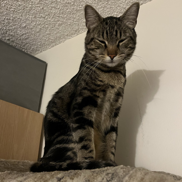 Overnight And Long-Term Cat Care