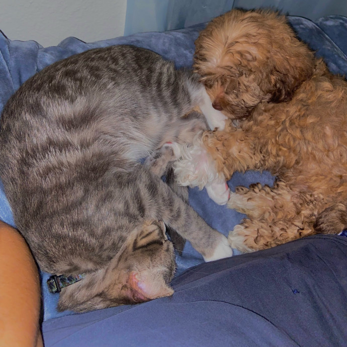 Overnight And Long-Term Cat Care