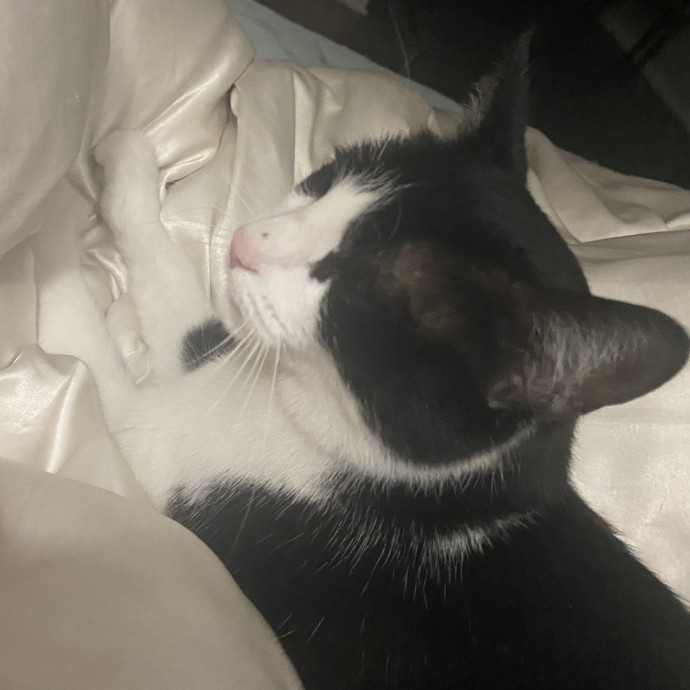 Overnight And Long-Term Cat Care photo 3