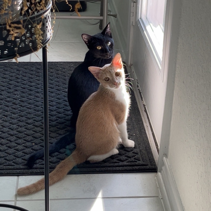 Natalie's Cat Care