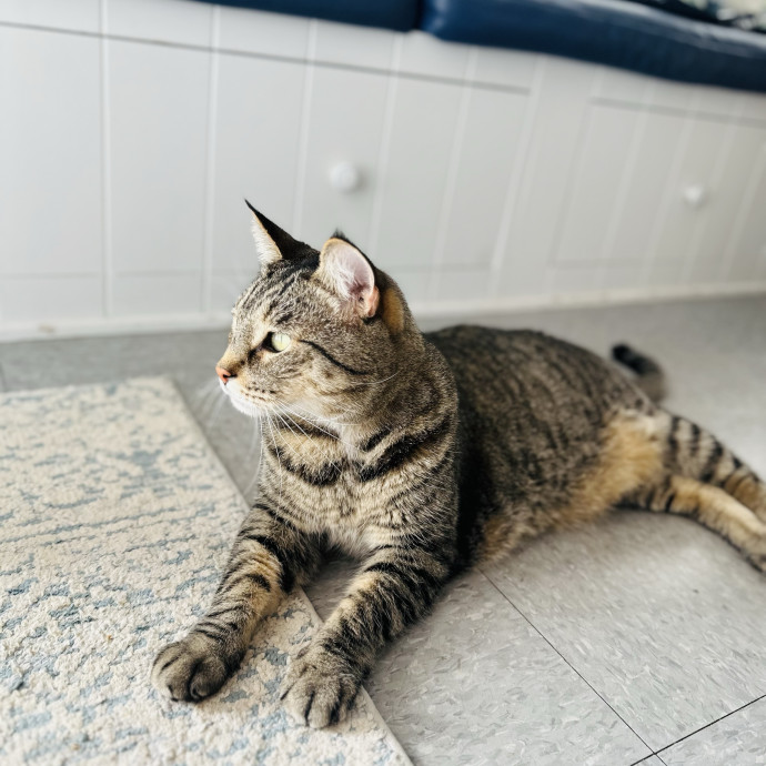 Cat Sitter Who Treats Cats Like Family