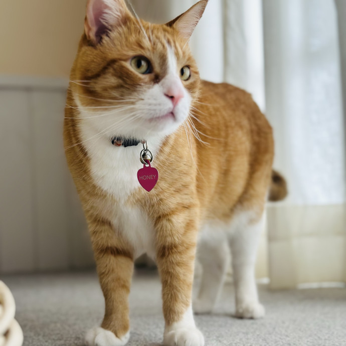 Cat Sitter Who Treats Cats Like Family