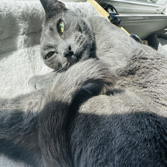 Cat Sitter Who Treats Cats Like Family