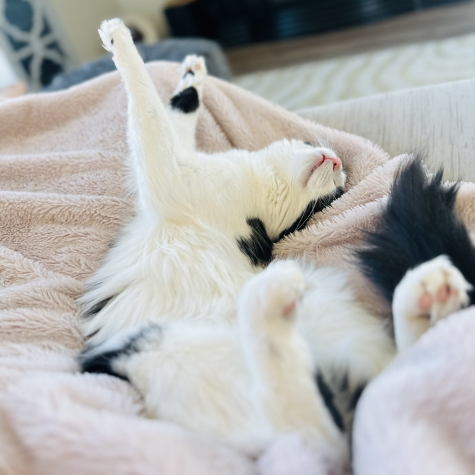 Cat Sitter Who Treats Cats Like Family