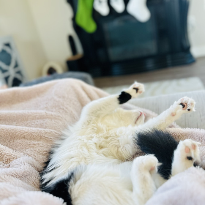 Cat Sitter Who Treats Cats Like Family