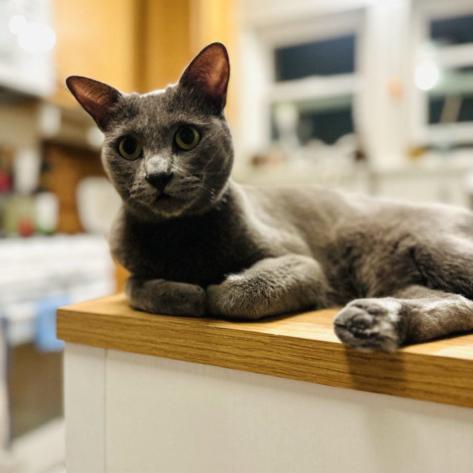 Cat Sitter Who Treats Cats Like Family