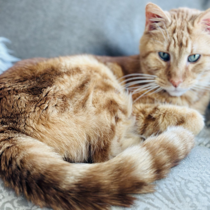 Cat Sitter Who Treats Cats Like Family