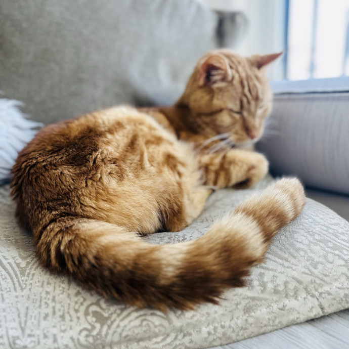 Cat Sitter Who Treats Cats Like Family