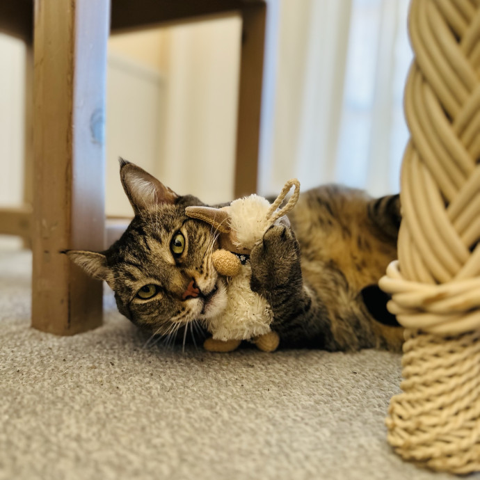 Cat Sitter Who Treats Cats Like Family