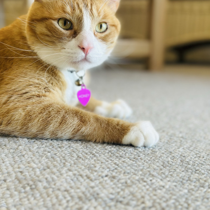 Cat Sitter Who Treats Cats Like Family