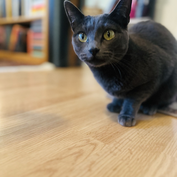 Cat Sitter Who Treats Cats Like Family photo 3