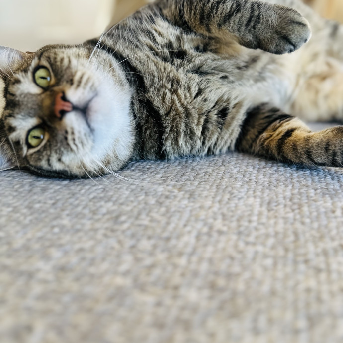 Cat Sitter Who Treats Cats Like Family photo 2