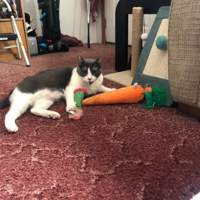 Trusted Skills And Love For Animals
