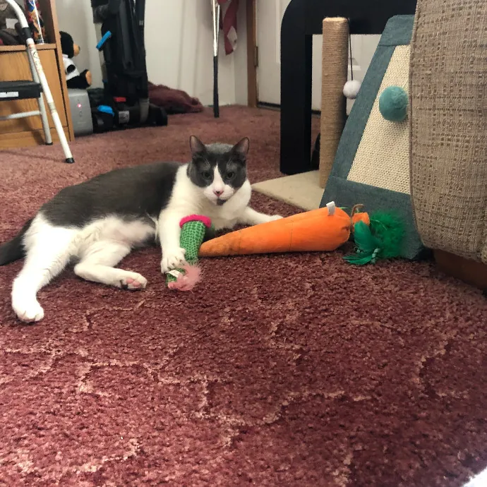 Trusted Skills And Love For Animals