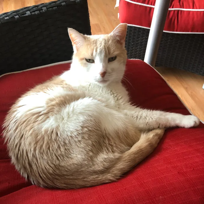 Onlycats Cats Are Better Than People