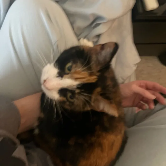 Onlycats Cats Are Better Than People