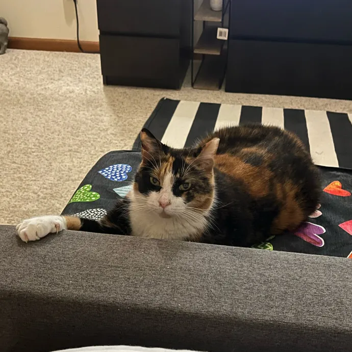 Onlycats Cats Are Better Than People