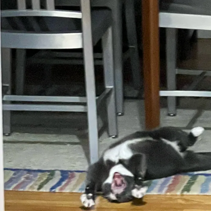 Onlycats Cats Are Better Than People