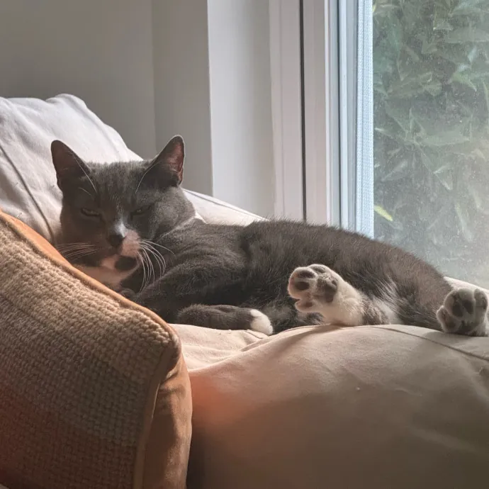 Onlycats Cats Are Better Than People