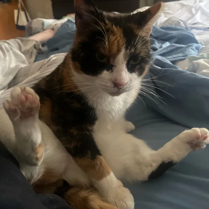 Onlycats Cats Are Better Than People