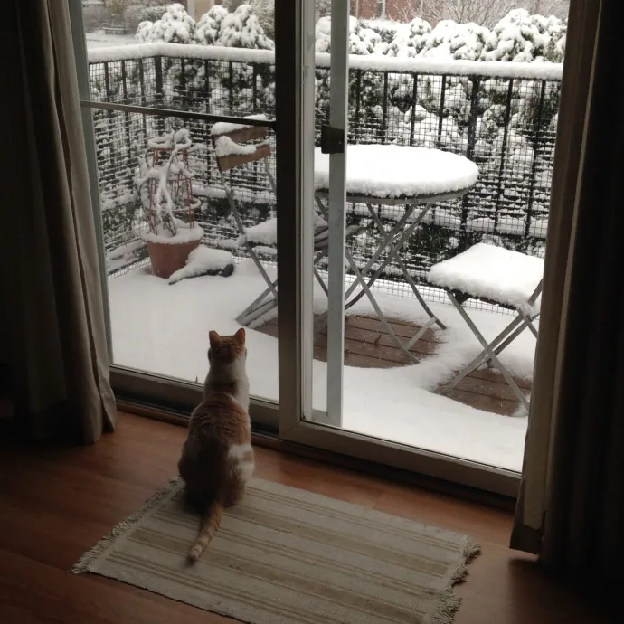 Onlycats Cats Are Better Than People