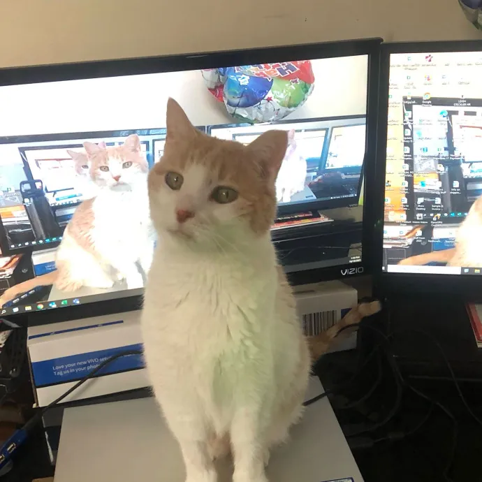 Onlycats Cats Are Better Than People