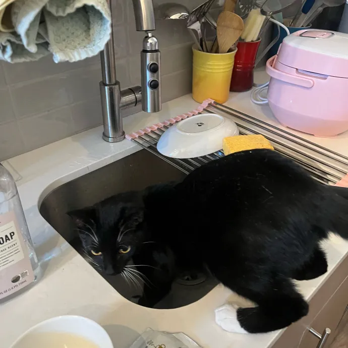 Onlycats Cats Are Better Than People