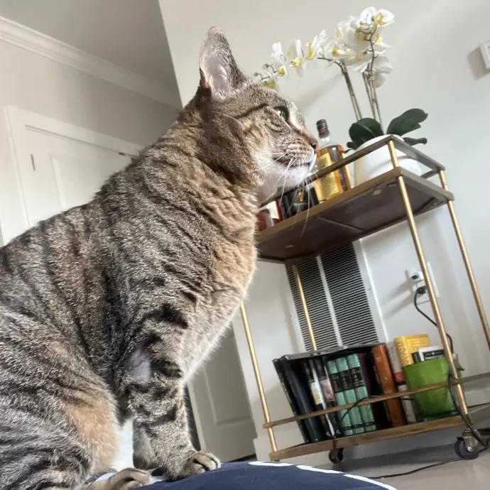 Onlycats Cats Are Better Than People