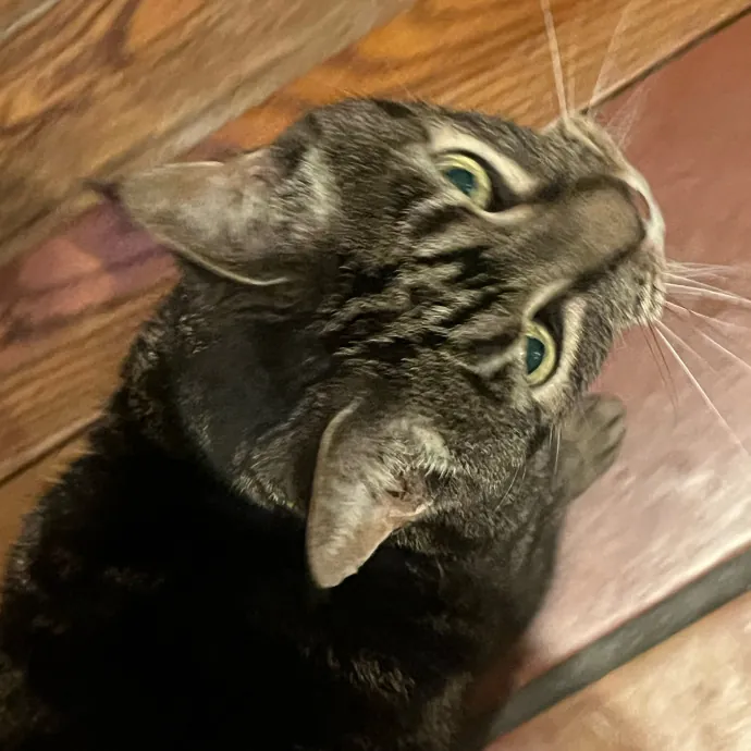 Onlycats Cats Are Better Than People