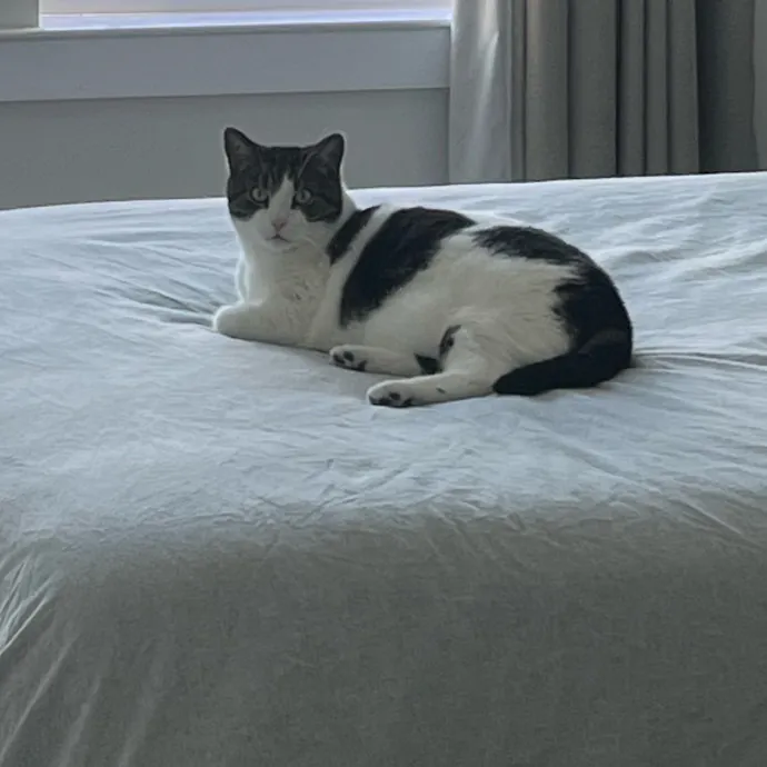 Onlycats Cats Are Better Than People