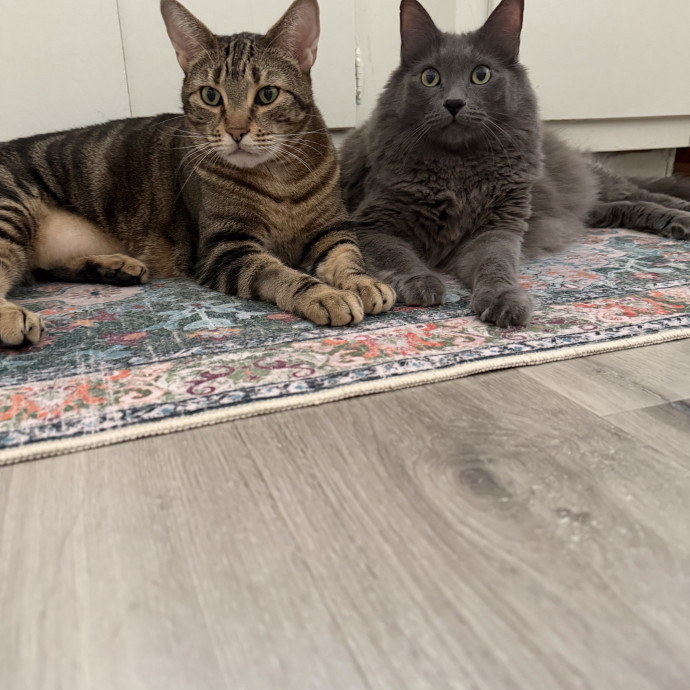 Carly's Purrfect Cat Care photo 3