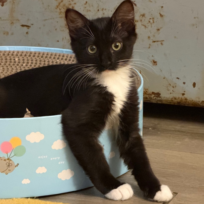 Carly's Purrfect Cat Care photo 2