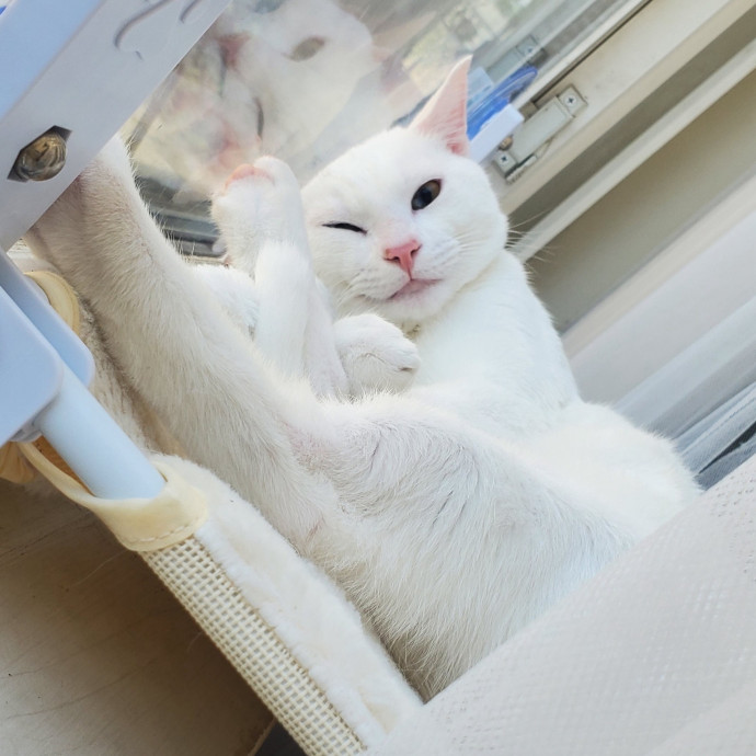 Kahlia's Purrfect Kitty Sitting