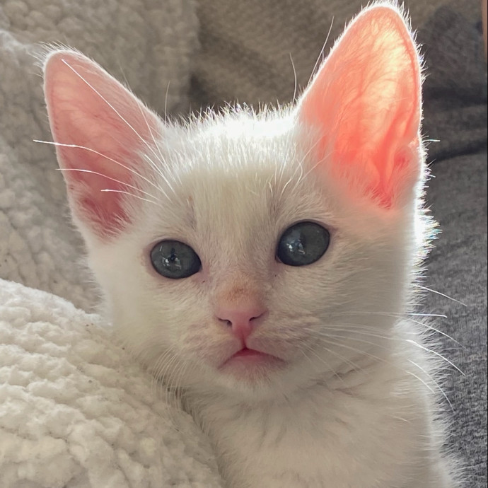Kahlia's Purrfect Kitty Sitting