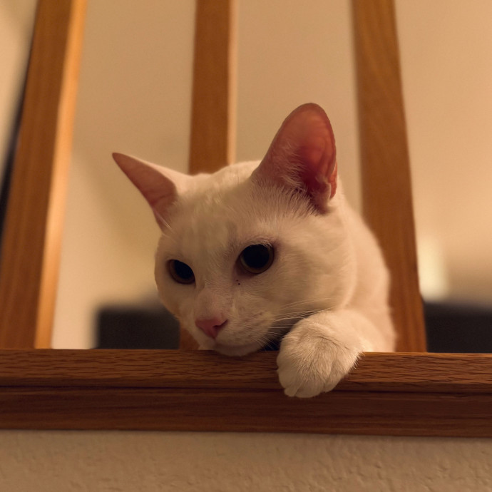 Kahlia's Purrfect Kitty Sitting