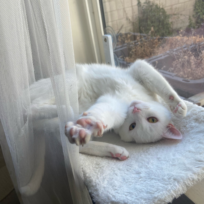 Kahlia's Purrfect Kitty Sitting