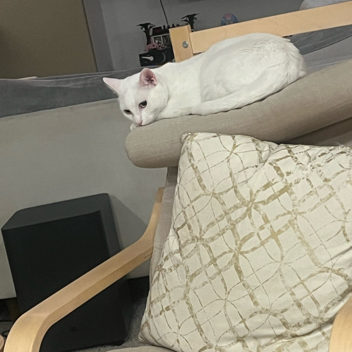 Kahlia's Purrfect Kitty Sitting photo 3