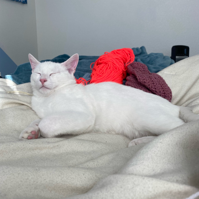 Kahlia's Purrfect Kitty Sitting photo 2