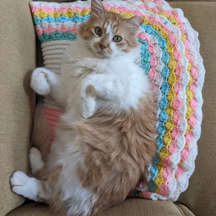 Compassionate Cat Care