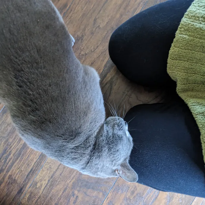 Compassionate Cat Care