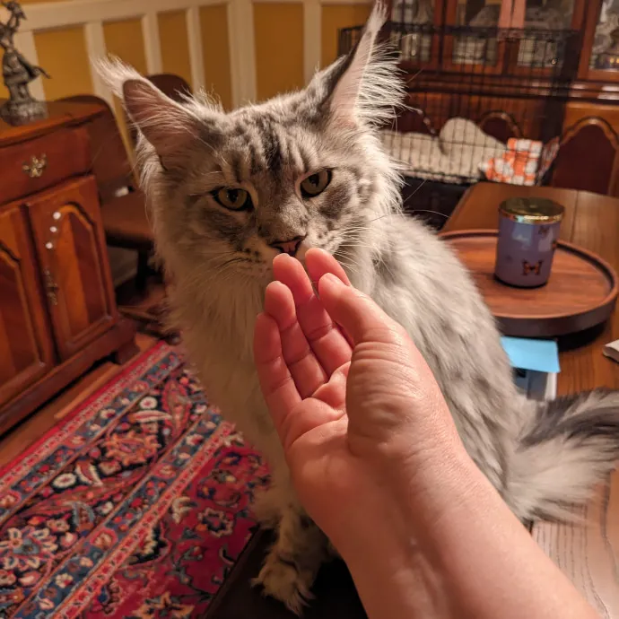 Compassionate Cat Care