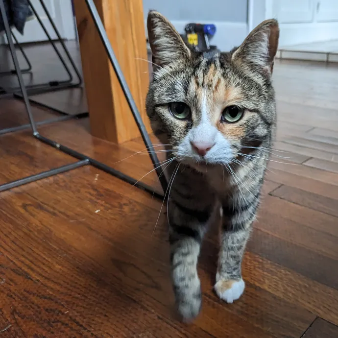 Compassionate Cat Care