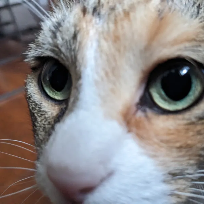 Compassionate Cat Care