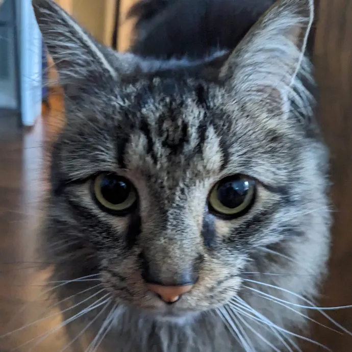 Compassionate Cat Care