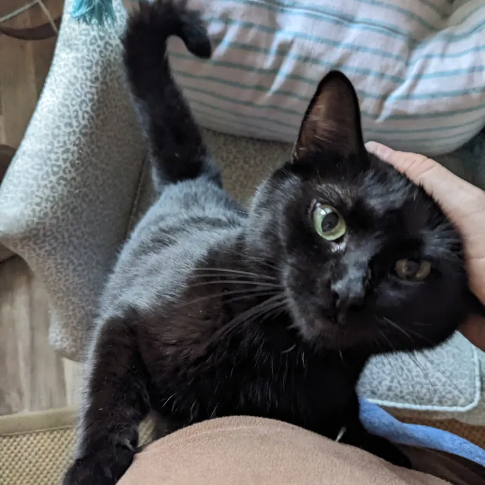 Compassionate Cat Care