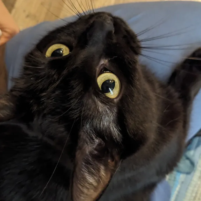 Compassionate Cat Care