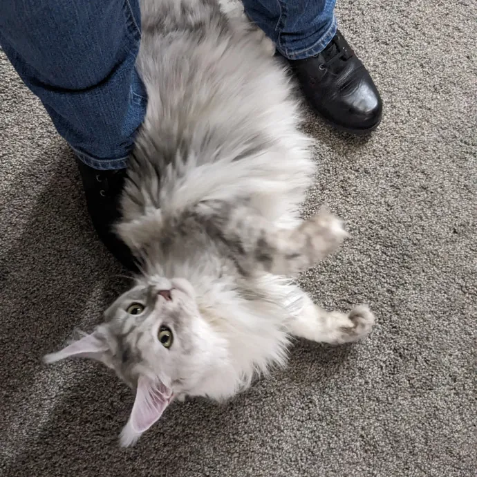 Compassionate Cat Care