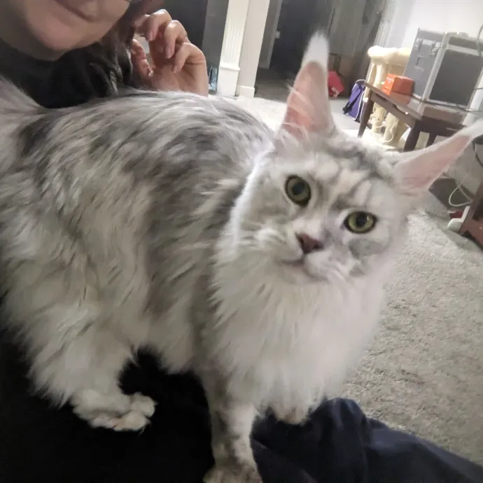 Compassionate Cat Care