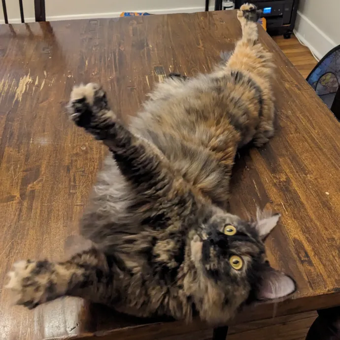 Compassionate Cat Care photo 4