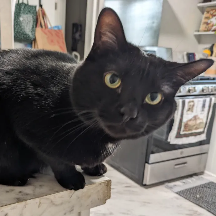 Compassionate Cat Care photo 3